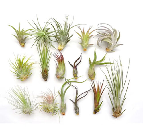 Set de 16 plante Tillandsia, Dixiestore, Aeroplante, Verde